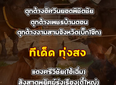 ทีเด็ดวัวชน วันที่17/09/68 สนามชนโคบ้านสทิงพระ+ทุ่งสง ซิตี้