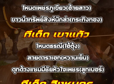 ทีเด็ดวัวชน วันที่04/10/68 สนามชนโคบ้านเขาแก้ว-นครตรัง-สิงหนคร