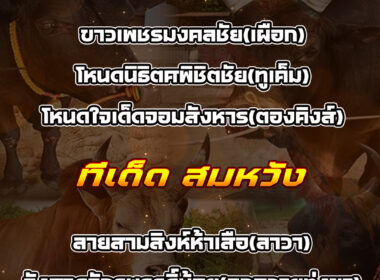 ทีเด็ดวัวชน วันที่25/11/68 สนามชนโคพระแสง-สมหวัง