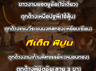 ทีเด็ดวัวชน วันที่26/11/68 สนามชนโคพิปูน-สมหวัง
