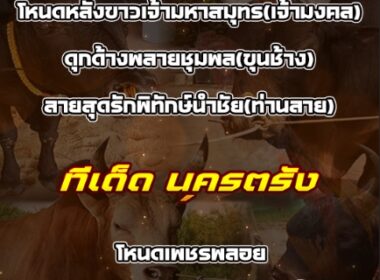 ทีเด็ดวัวชน วันที่08/11/68 สนามชนโคนครตรัง-น้ำกระจาย
