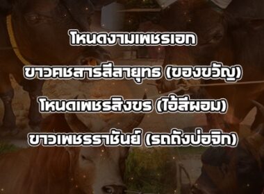 ทีเด็ดวัวชน วันที่14/11/68 สนามชนโคโกตี๋ ยุคใหม่