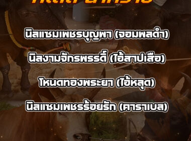 ทีเด็ดวัวชน วันที่21/11/68 สนามชนโคบ้านนาทราย