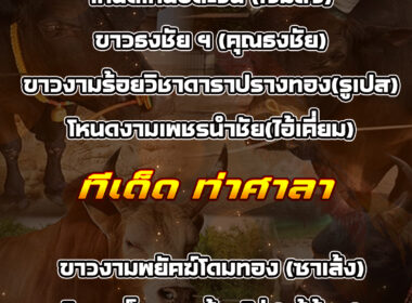 ทีเด็ดวัวชน วันที่23/11/68 สนามชนโคบ้านนาทราย-ท่าศาลา