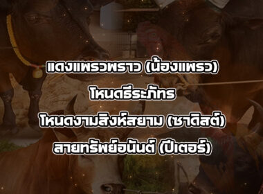 ทีเด็ดวัวชน วันที่09/12/68 สนามชนโคนครตรัง