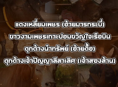 ทีเด็ดวัวชน วันที่10/12/68 สนามชนโคนครตรัง