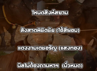 ทีเด็ดวัวชน วันที่4/12/68 สนามชนโคนครตรัง