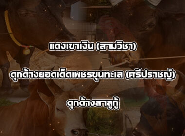 ทีเด็ดวัวชน วันที่16/01/69 สนามชนโคฝบ้านนาทราย
