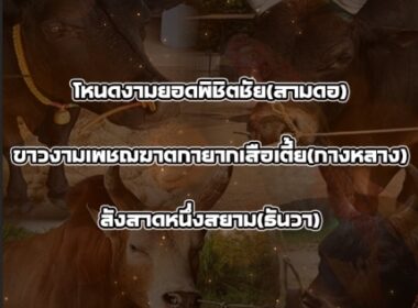 ทีเด็ดวัวชน วันที่08/01/69 สนามชนโคนาทวี