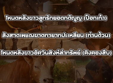 ทีเด็ดวัวชน วันที่15/01/69 สนามชนโคทุ่งโพธิ์ สเตเดี๊ยม