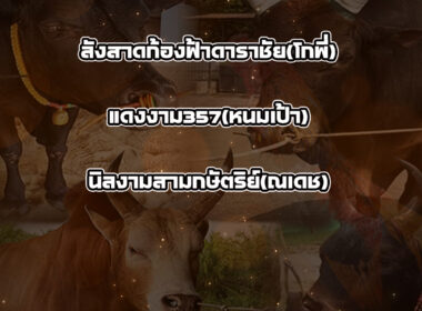 ทีเด็ดวัวชน วันที่14/01/69 สนามชนโคทุ่งโพธิ์ สเตเดี๊ยม