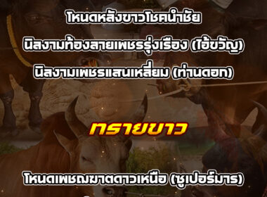 ทีเด็ดวัวชน วันที่29/01/69 สนามชนโคหนองบัวใหญ่-ทรายขาว