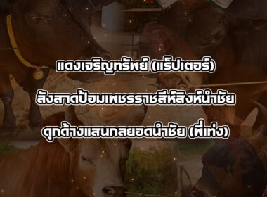 ทีเด็ดวัวชน วันที่23/01/69 สนามชนโคทุ่งสง