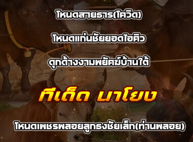 ทีเด็ดวัวชน วันที่22/01/69 สนามชนโคนาโยง-ทุ่งสง