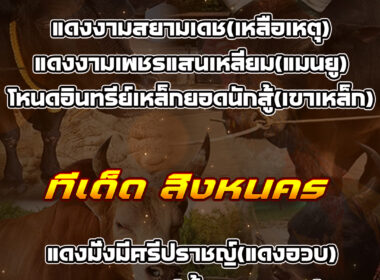 ทีเด็ดวัวชน วันที่06/01/69 สนามชนโคนครตรัง-สิงหนคร