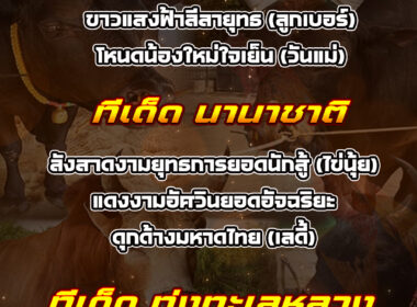 ทีเด็ดวัวชน วันที่25/01/69 สนามชนโคนานาชาติ-พระแสง-ทุ่งทะเลหลวง
