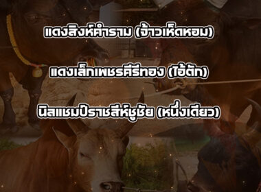 ทีเด็ดวัวชน วันที่13/01/69 สนามชนโคบ้านเสาธง