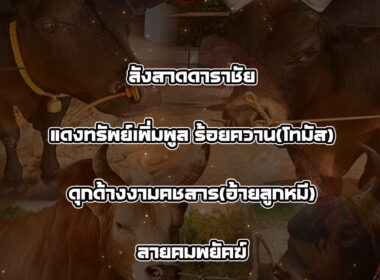 ทีเด็ดวัวชน วันที่31/01/69 สนามชนโคพิปูน