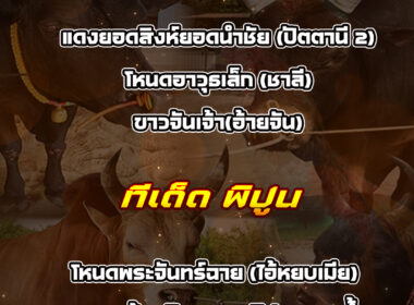 ทีเด็ดวัวชน วันที่27/01/69 สนามชนโคทุ่งสง-พิปูน
