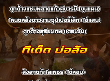 ทีเด็ดวัวชน วันที่10/01/69 สนามชนโคบ่อล้อ-น้ำกระจาย