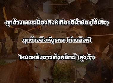 ทีเด็ดวัวชน วันที่01/02/69 สนามชนโคสิงหนคร