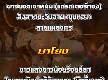 ทีเด็ดวัวชน วันที่19/02/69 สนามชนโคทุ่งโพธิ์-นาโยง