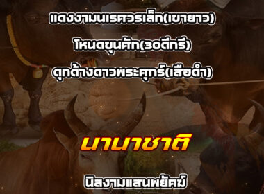 ทีเด็ดวัวชน วันที่23/02/69 สนามชนโคนานาชาติ-ท่าศาลา