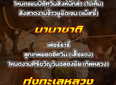 ทีเด็ดวัวชน วันที่22/02/69 สนามชนโคทุ่งทะเลหลวง-นานาชาติ-ทุ่งสง