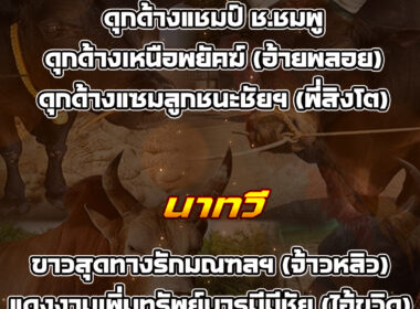 ทีเด็ดวัวชน วันที่05/02/69 สนามชนโคหยีใน-นาทวี