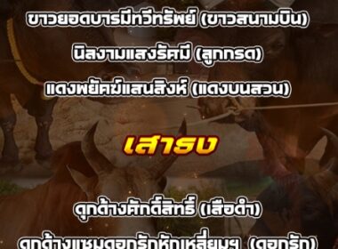 ทีเด็ดวัวชน วันที่13/03/69 สนามชนโคปากพล-เสาธง