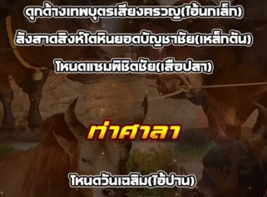 ทีเด็ดวัวชน วันที่24/03/69 สนามชนโคท่าศาลา-ท่ามิหรำ
