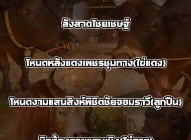 ทีเด็ดวัวชน วันที่22/03/69 สนามชนโคทุ่งสง ซิตี้
