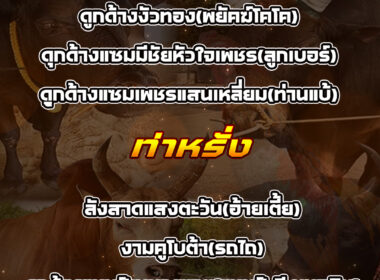 ทีเด็ดวัวชน วันที่17/03/69 สนามชนโคทุ่งโพธิ์-ท่าหรั่ง