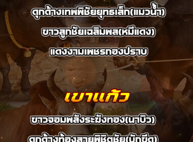 ทีเด็ดวัวชน วันที่1/03/69 สนามชนโคสิงหนคร-เขาแก้ว