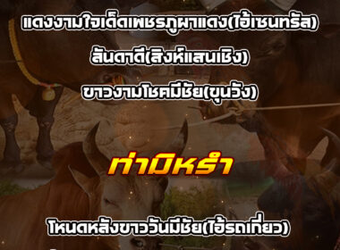 ทีเด็ดวัวชน วันที่25/03/69 สนามชนโคท่าศาลา-ท่ามิหรำ