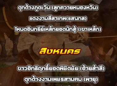 ทีเด็ดวัวชน วันที่07/04/69 สนามชนโคสิงหนคร-นครตรัง