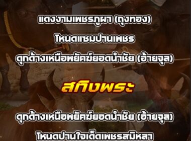 ทีเด็ดวัวชน วันที่17/03/69 สนามชนโคทุ่งโพธิ์ – สทิงพระ