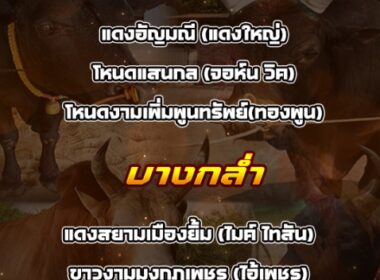 ทีเด็ดวัวชน วันที่18/03/69 สนามชนโคทุ่งโพธิ์ – บางกล่ำ