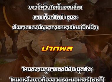 ทีเด็ดวัวชน วันที่08/04/69 สนามชนโคปากพล-นครตรัง