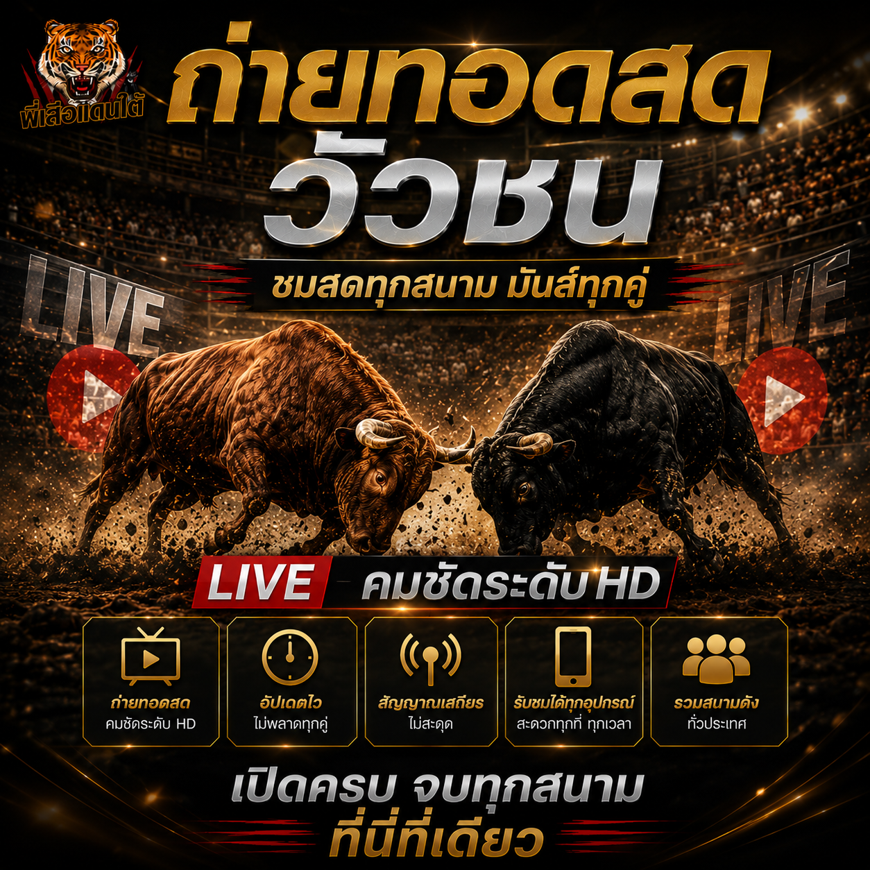 ถ่ายทอดสดวัวชน ดูการแข่งขันแบบเรียลไทม์ พร้อมช่องรับชมและลิงก์ดูสดล่าสุด