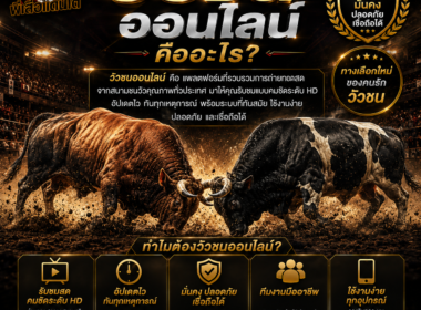 วัวชนออนไลน์ แทงยังไง ครบทุกเรื่องที่มือใหม่ควรรู้ 2026