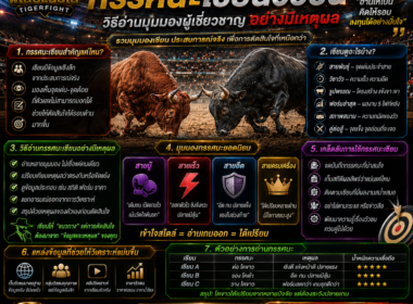 วัวชนออนไลน์ ทรรศนะเซียนวัวชน วิธีอ่านมุมมองผู้เชี่ยวชาญ2026