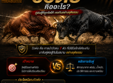 วิธีดู วัวต่อ อ่านราคาต่อรอง และเทคนิควิเคราะห์ก่อนแข่งขัน