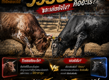 วิธีดู วัวรอง อ่านราคาต่อรอง และเทคนิควิเคราะห์ก่อนแข่งขัน