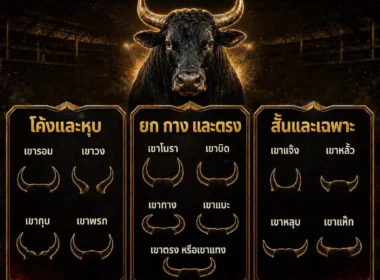 เขาวัวชนแต่ละแบบ มีอะไรบ้าง? รู้จักลักษณะเขาวัวชนและแนวทางศึกษาข้อมูล ปี 2026