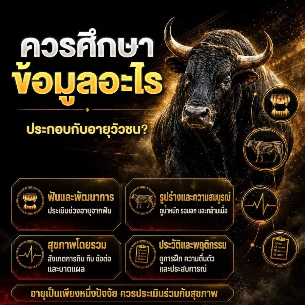 ควรศึกษาข้อมูลอะไรประกอบกับอายุวัวชน?