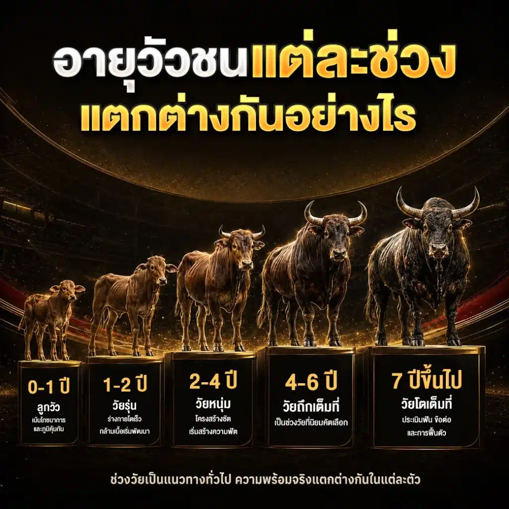 อายุวัวชนแต่ละช่วง แตกต่างกันอย่างไร?