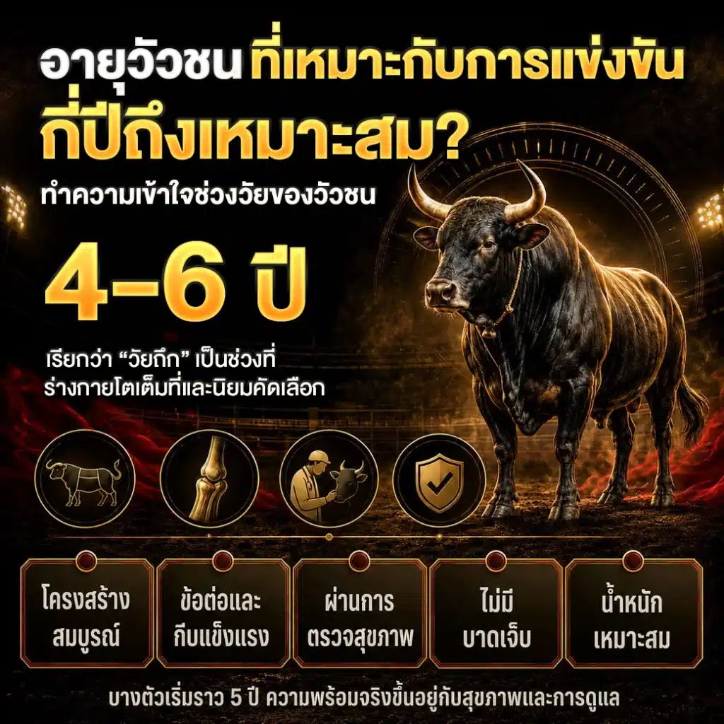 อายุวัวชนที่เหมาะกับการแข่งขัน กี่ปีถึงดีที่สุด? แนวทางศึกษาก่อนติดตาม ปี 2026