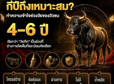 อายุวัวชนที่เหมาะกับการแข่งขัน กี่ปีถึงดีที่สุด? แนวทางศึกษาก่อนติดตาม ปี 2026