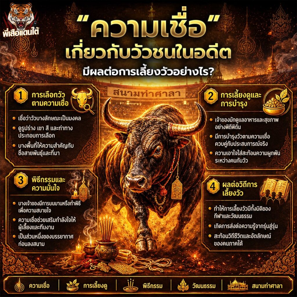 ความเชื่อเกี่ยวกับวัวชนในอดีต มีผลต่อการเลี้ยงวัวอย่างไร?